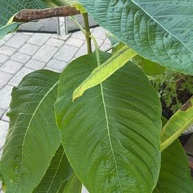 Photo of the plant species Brazilian Red-Cloak by @ProudBuroak43 named Delilah on Greg, the plant care app