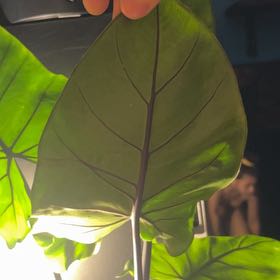 Photo of the plant species Alocasia Black Stem Variegated by @SupermanRamsons named Bieber on Greg, the plant care app