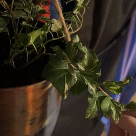 Photo of the plant species Mini Kolibri Hedera by @SupermanRamsons named Winston on Greg, the plant care app