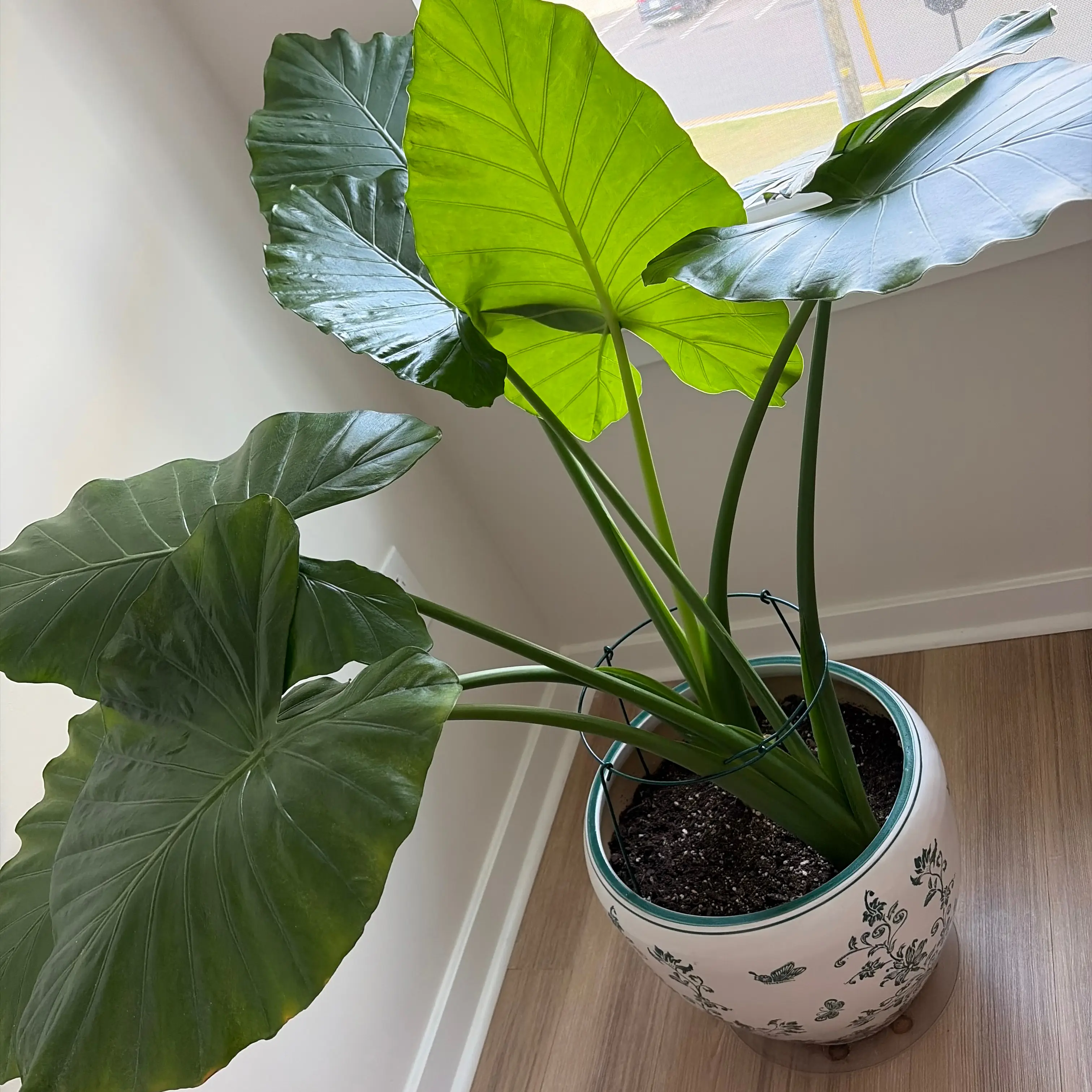 Photo of the plant species Giant Elephant Ear by @FreshArcticrush named Prince on Greg, the plant care app