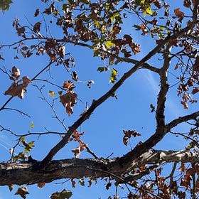 Photo of the plant species Shagbark Hickory by @UltraTipa32 named Delilah on Greg, the plant care app