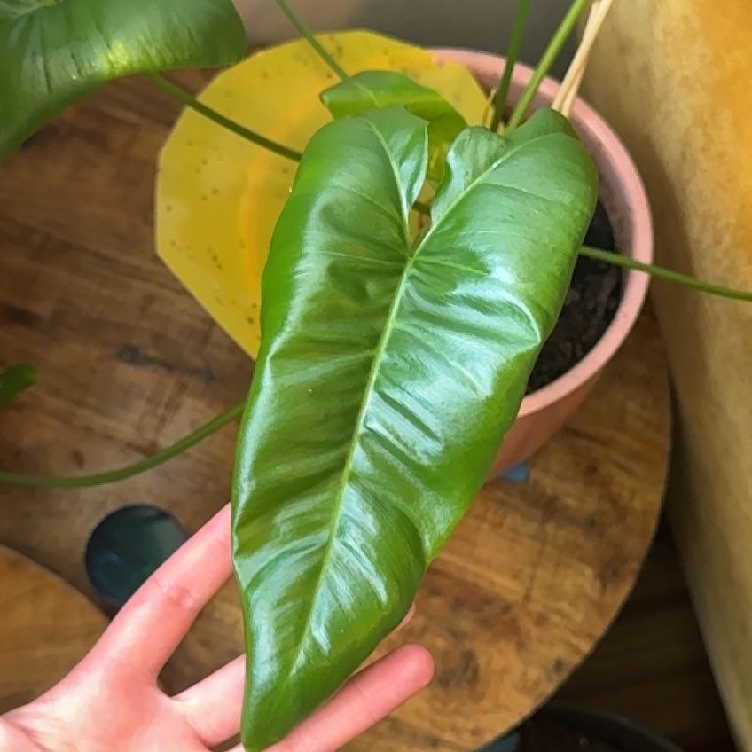 Photo of the plant species Philodendron stenolobum by @BossCatasetum41 named Elle on Greg, the plant care app