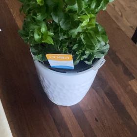 Photo of the plant species Curly Locks Ivy by @IdolEspicia50 named Dolores on Greg, the plant care app