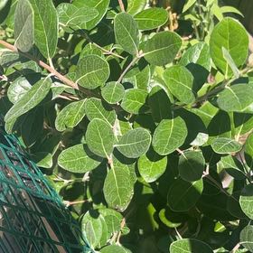 Photo of the plant species Pineapple Guava 'Unique' by @FullYellowgum96 named Girlfrond on Greg, the plant care app