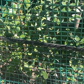 Photo of the plant species Pineapple Guava 'Unique' by @FullYellowgum96 named Duke on Greg, the plant care app