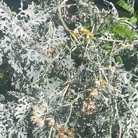 Photo of the plant species Silver Ragwort by @FullYellowgum96 named Gates on Greg, the plant care app
