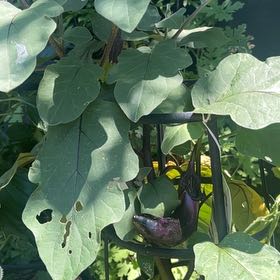 Photo of the plant species Eggplant by @FullYellowgum96 named Captain Plant-it on Greg, the plant care app
