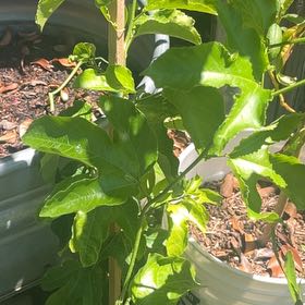 Photo of the plant species Passion Fruit by @FullYellowgum96 named Clooney on Greg, the plant care app