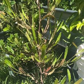 Photo of the plant species Florida Hopbush by @FullYellowgum96 named Sahara on Greg, the plant care app