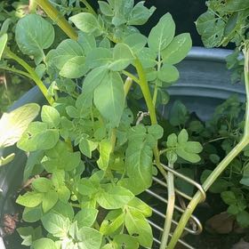 Photo of the plant species Potato by @FullYellowgum96 named Daphne on Greg, the plant care app