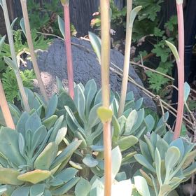 Photo of the plant species Pig's Ear by @FullYellowgum96 named Beyonce on Greg, the plant care app