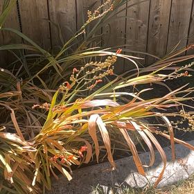 Photo of the plant species Big Blue Lilyturf by @FullYellowgum96 named Madonna on Greg, the plant care app