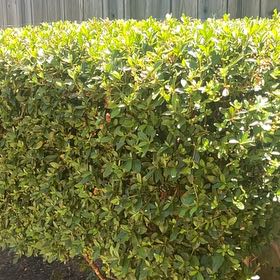 Photo of the plant species Satsuki by @FullYellowgum96 named Tupot amaroot on Greg, the plant care app