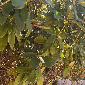 Photo of the plant species Southern Magnolia by @FullYellowgum96 named Beckham on Greg, the plant care app
