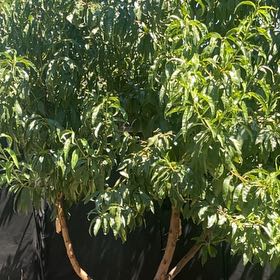Photo of the plant species Prunus Persica by @FullYellowgum96 named Aria on Greg, the plant care app