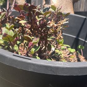 Photo of the plant species Hairy Joyweed by @FullYellowgum96 named Fernie Mac on Greg, the plant care app