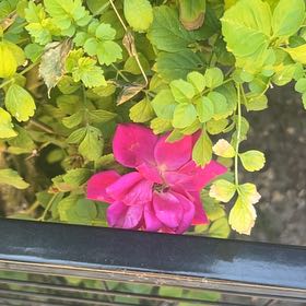 Photo of the plant species Beach Rose by @FullYellowgum96 named da Vinci on Greg, the plant care app