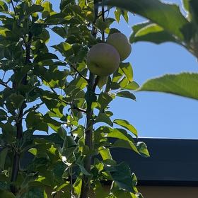 Photo of the plant species Apple by @FullYellowgum96 named Cleopatra on Greg, the plant care app