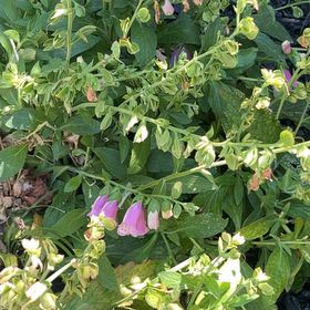 Photo of the plant species Digitalis Purpurea by @FullYellowgum96 named Gaga on Greg, the plant care app