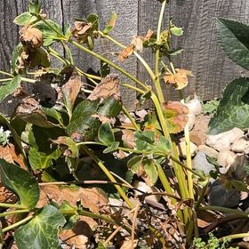 Photo of the plant species Lenten Rose by @FullYellowgum96 named Aristotle on Greg, the plant care app
