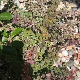 Photo of the plant species Japanese Barberry by @FullYellowgum96 named Homer on Greg, the plant care app