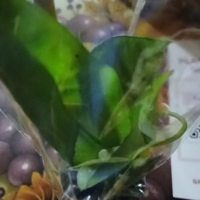 Photo of the plant species Virginia Bluebell by @TastyOgreears8 named Achilles on Greg, the plant care app