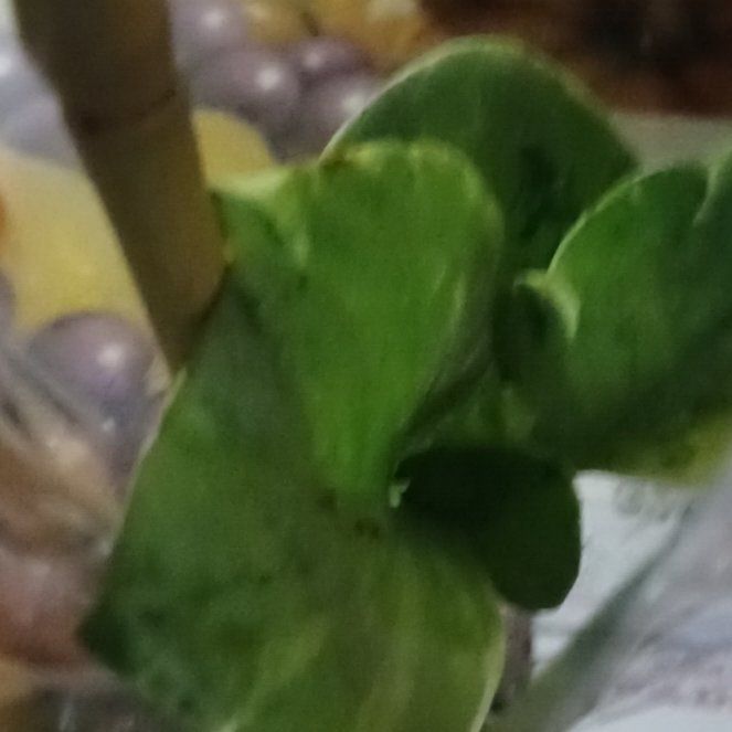 Photo of the plant species Australian Violet by @TastyOgreears8 named Kylie on Greg, the plant care app