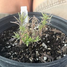 Photo of the plant species Munstead Lavender by @TrustyTarbush79 named Bingo on Greg, the plant care app