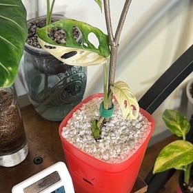 Photo of the plant species Variegated Monstera Adansonii 'Albo' by @RomanticFicus57 named Sigmund on Greg, the plant care app