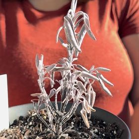 Photo of the plant species Salsa Purple Sage by @HardyIcecaps38 named Purple Sage on Greg, the plant care app