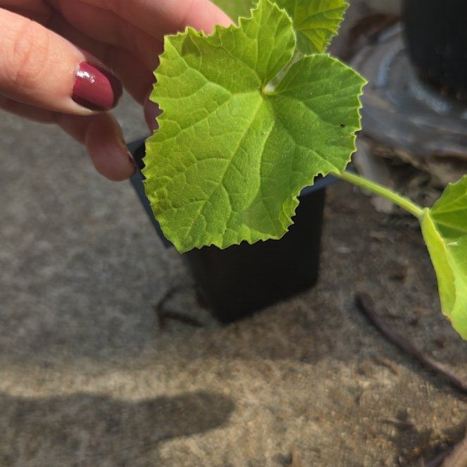 Photo of the plant species Calendula 'Canteloupe' by @WillGalega69 named Elaine on Greg, the plant care app