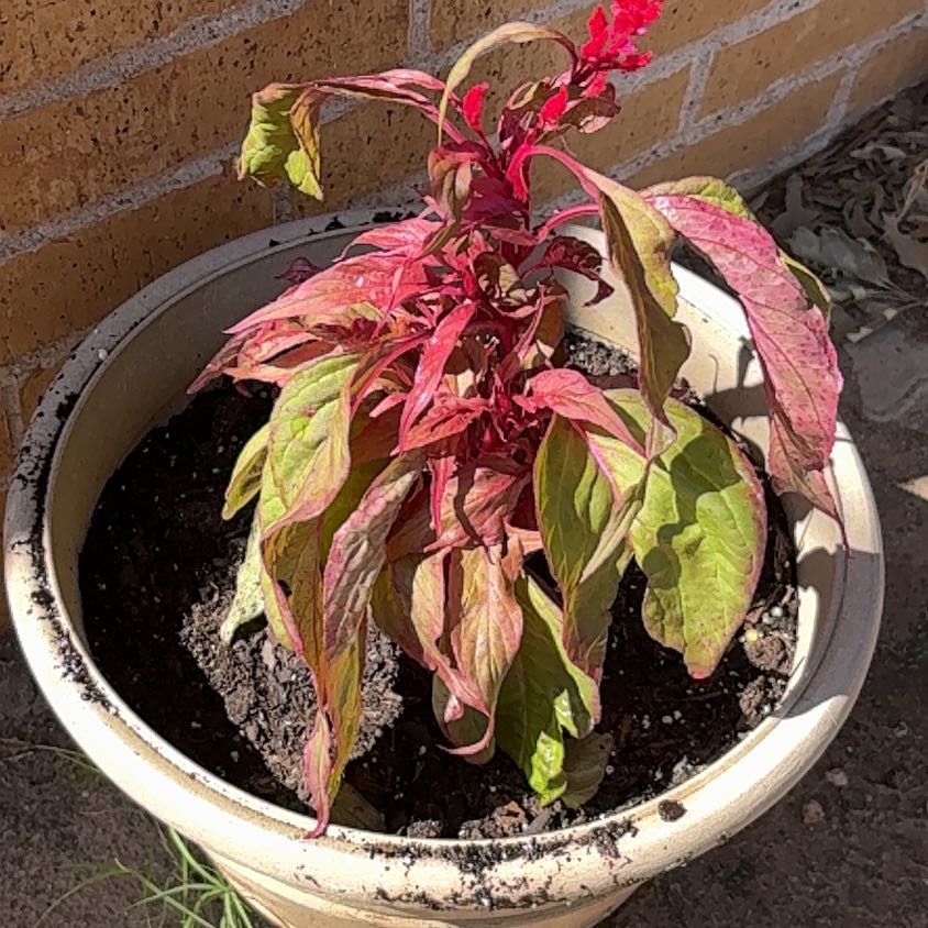 Photo of the plant species Dragons Breath by @EarnestLippia28 named Gates on Greg, the plant care app