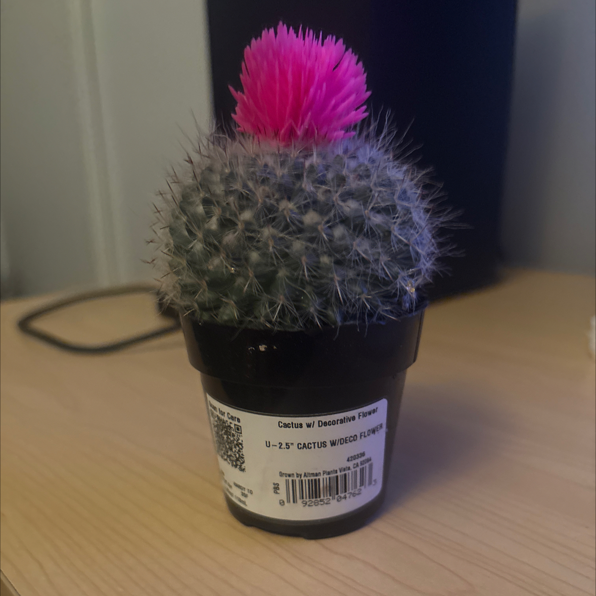 Photo of the plant species Strawberry Cactus by @BigRamsons44 named Winston on Greg, the plant care app