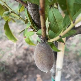 Photo of the plant species Prunus Persica by @BusyPineapple65 named Spike Leaves on Greg, the plant care app