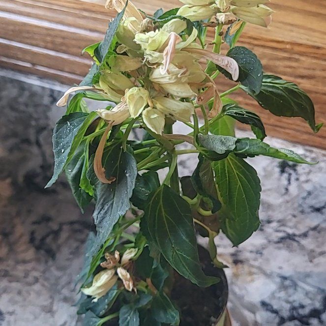 Photo of the plant species Harlequin Glorybower by @MeaningfulRye35 named Mochi on Greg, the plant care app