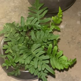 Photo of the plant species Southern Polypody by @TidyGlueseed7 named Michelle Branch on Greg, the plant care app