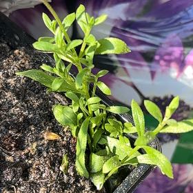 Photo of the plant species Blue Daisy by @HighBlackpea78 named Osmo on Greg, the plant care app