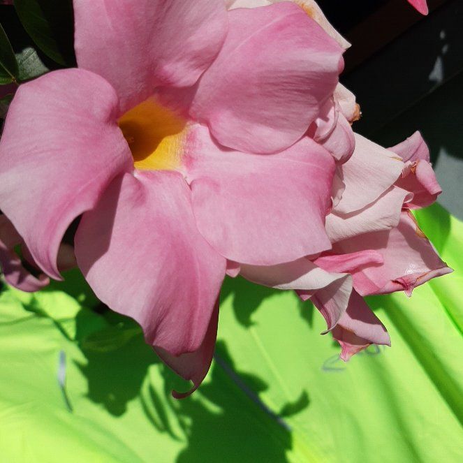 Photo of the plant species Allamanda Blanchetii by @KeyOleander70 named James Dean on Greg, the plant care app