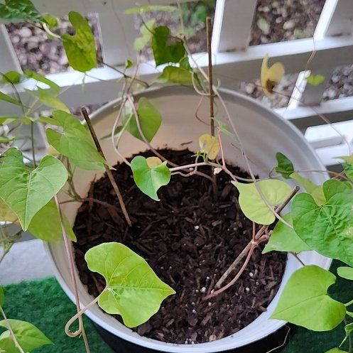 Photo of the plant species Red Morning Glory by @JubilantOkra15 named Lavender on Greg, the plant care app