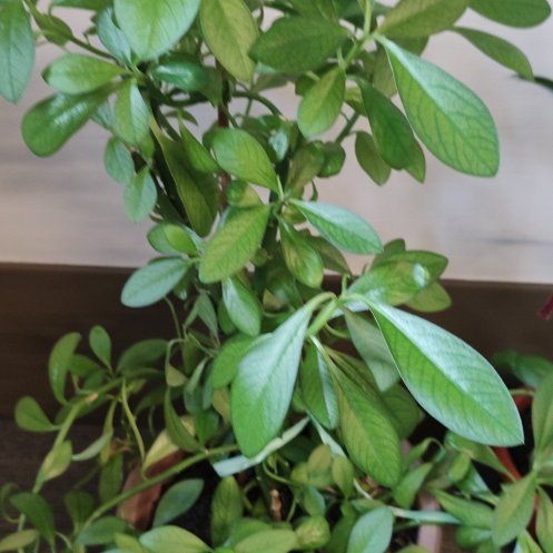 Photo of the plant species African Milk Bush by @WiseHarebell80 named Kylie on Greg, the plant care app