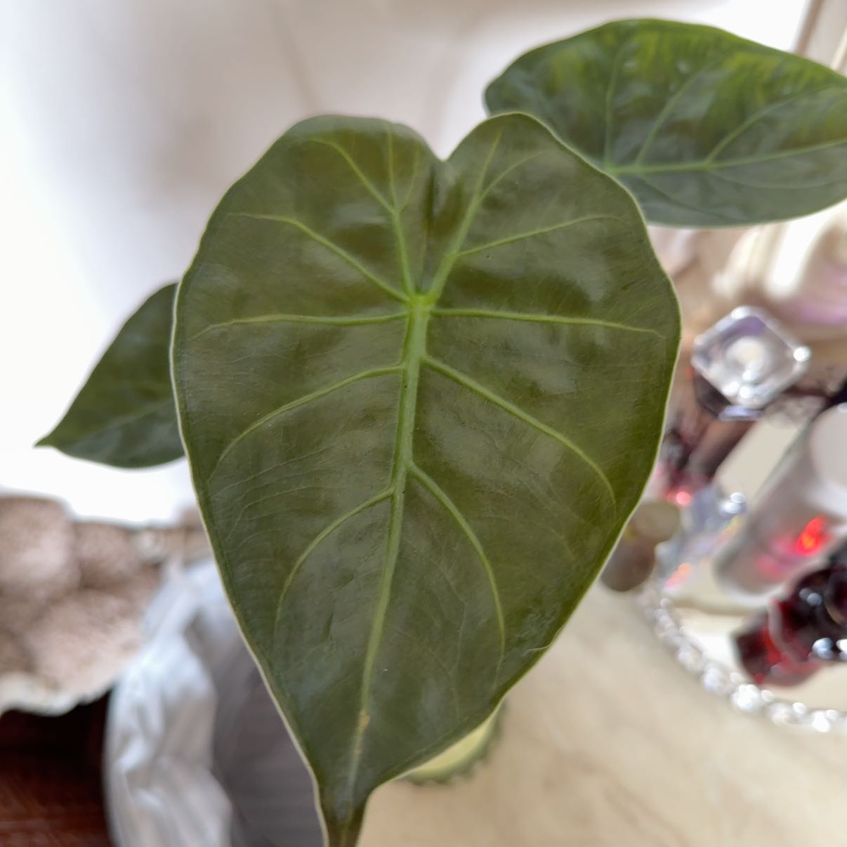 Photo of the plant species Alocasia Wentii Sunset by @SwiftWasabi73 named Tree Diddy on Greg, the plant care app