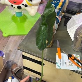 Photo of the plant species Elephant Ear by @DeanSalsify96 named Emerson on Greg, the plant care app