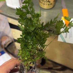 Photo of the plant species Japanese Painted Fern by @DeanSalsify96 named Stella on Greg, the plant care app