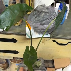 Photo of the plant species Alocasia 'Sumo' Elephant Ear by @DeanSalsify96 named Leaf Erickson on Greg, the plant care app