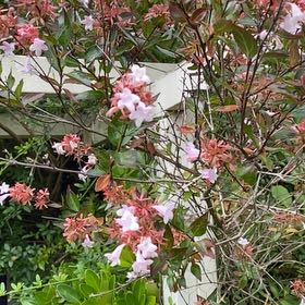 Photo of the plant species Mountain Azalea by @NationalElkweed named Hamilton on Greg, the plant care app