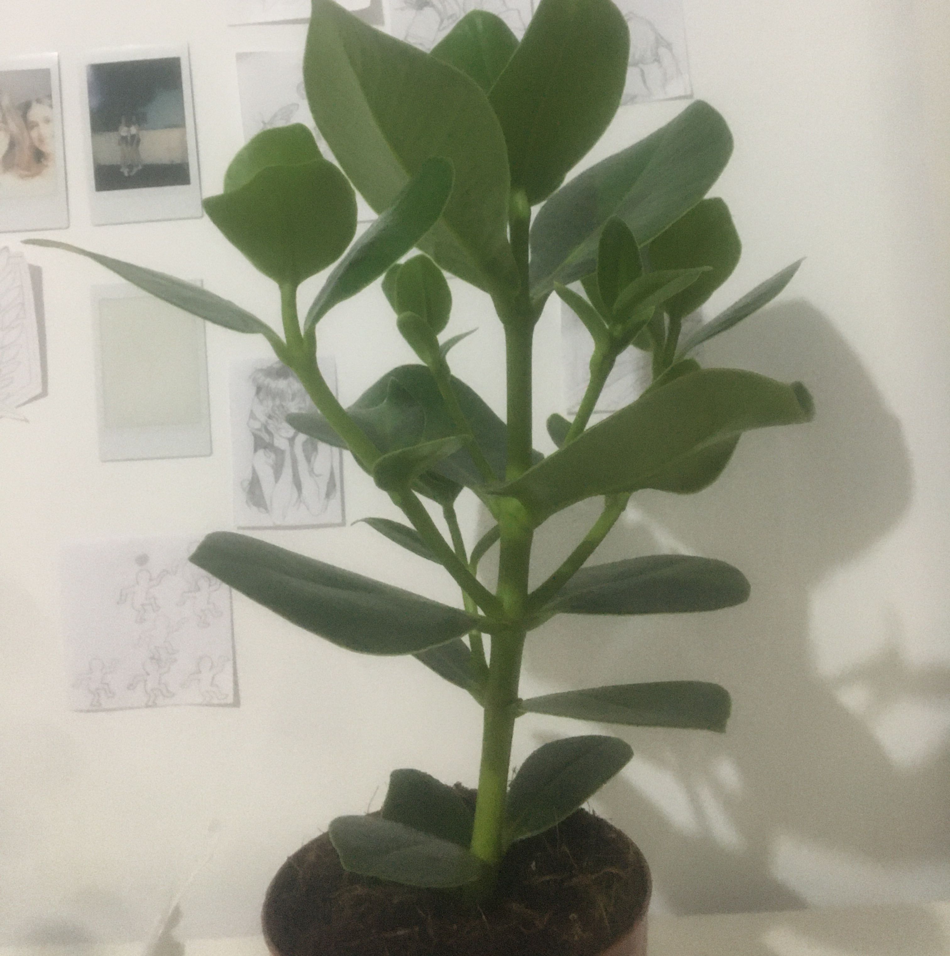 Photo of the plant species Dwarf clusia by @ellit named Diana on Greg, the plant care app