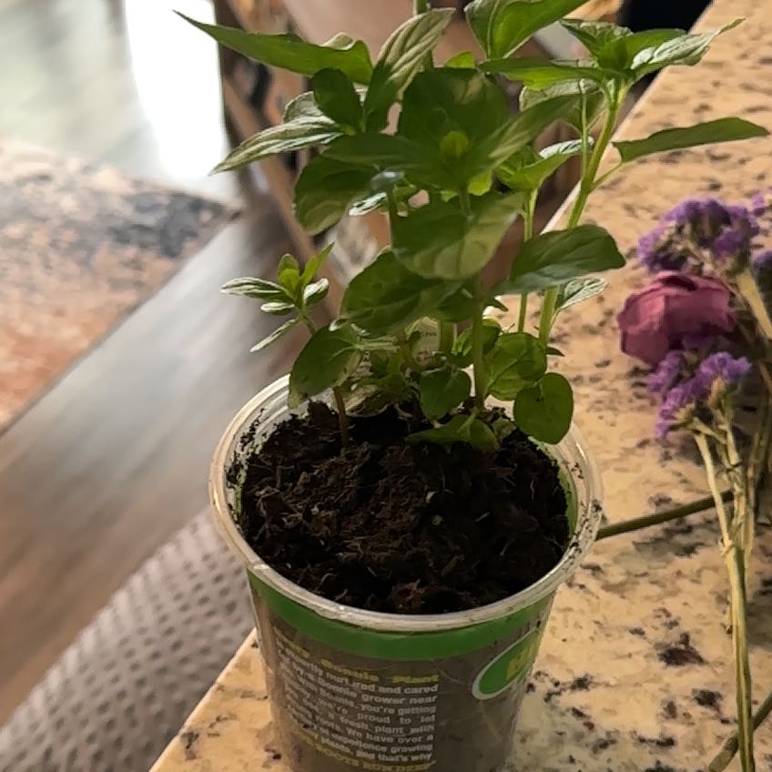 Photo of the plant species Spearmint 'Rhodos' by @KeyCebenese56 named Emerson on Greg, the plant care app