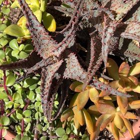 Photo of the plant species Mountain Aloe by @LordlyFuscia9 named Navajo on Greg, the plant care app