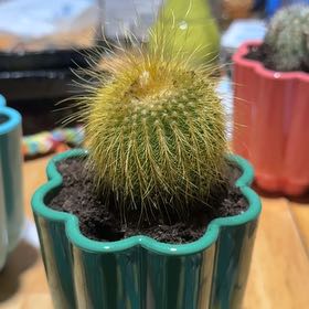 Photo of the plant species Bergerocactus Emoryi by @AdmiredKanna38 named Loosey Goosey on Greg, the plant care app