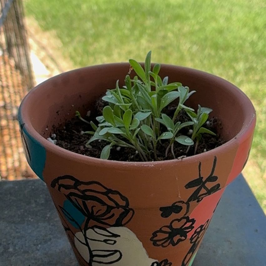 Photo of the plant species Bachelor's Buttons by @ArdentIcecaps25 named Blue bell buttons on Greg, the plant care app
